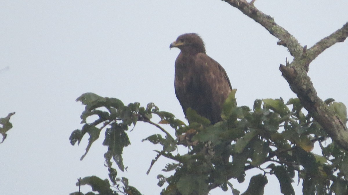 Greater Spotted Eagle - ML146353671