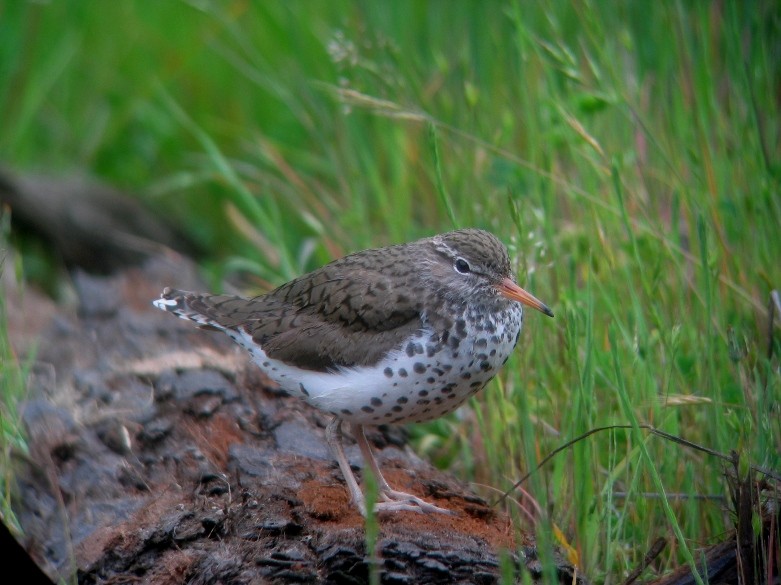 Spotted Sandpiper - Kerry Ross