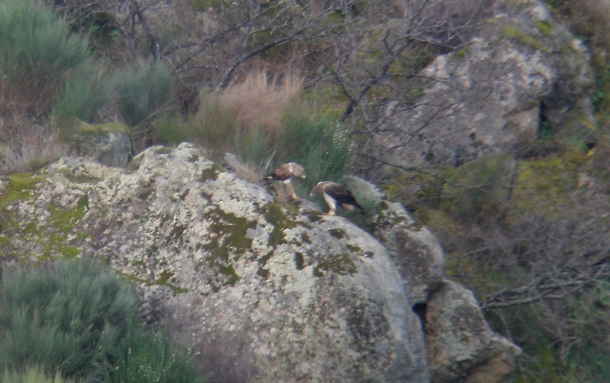 Bonelli's Eagle - ML146357071