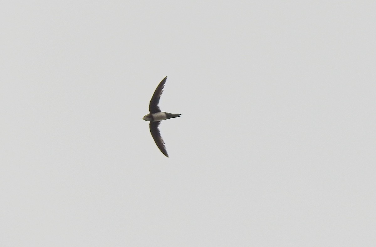 Alpine Swift - ML146357501