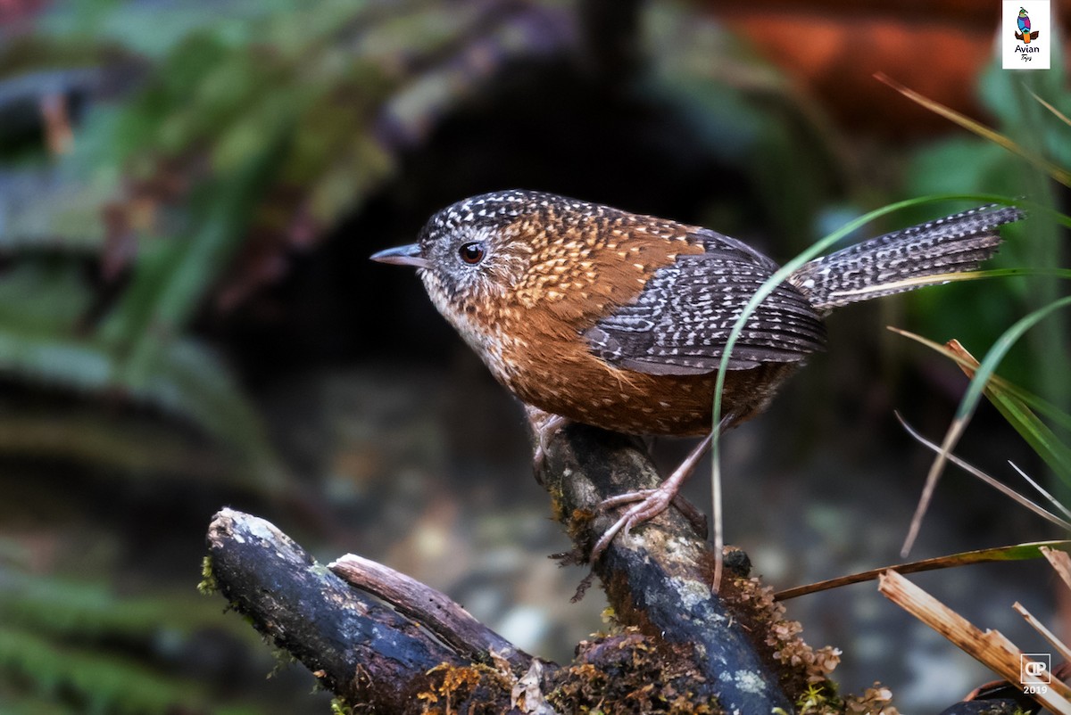 Bar-winged Wren-Babbler - Dilip C Gupta