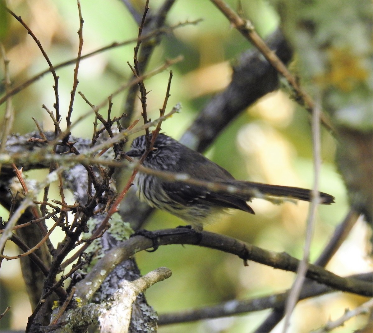 Tufted Tit-Tyrant - ML146359551