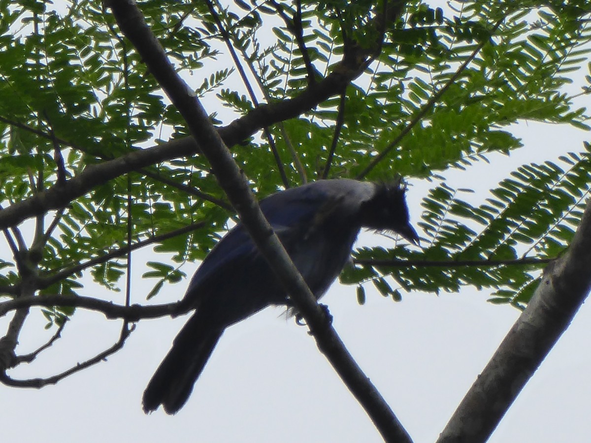 Violaceous Jay - ML146359761