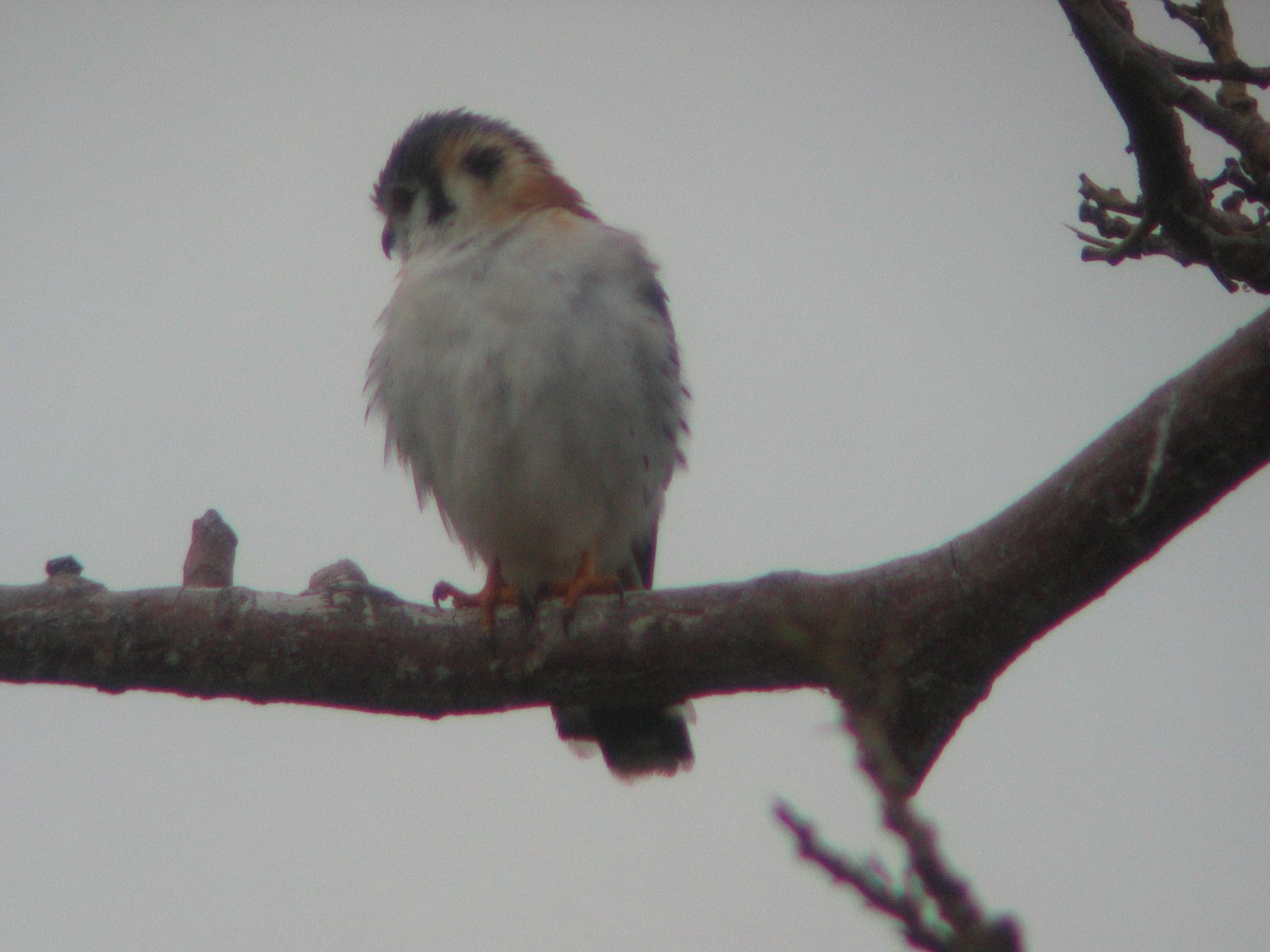 American Kestrel (Cuban) - ML146360221