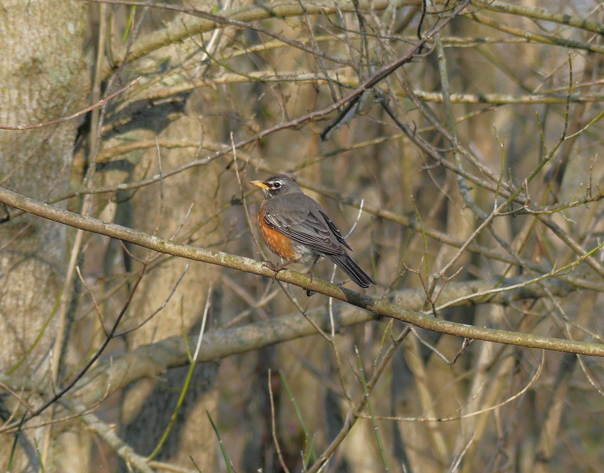 American Robin - ML146360721