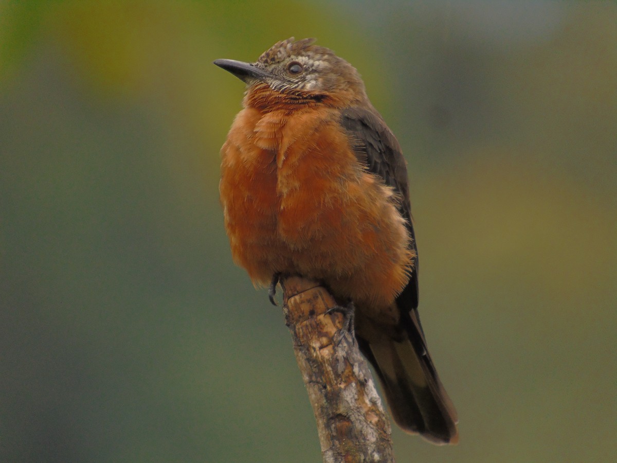 Cliff Flycatcher - ML146360981