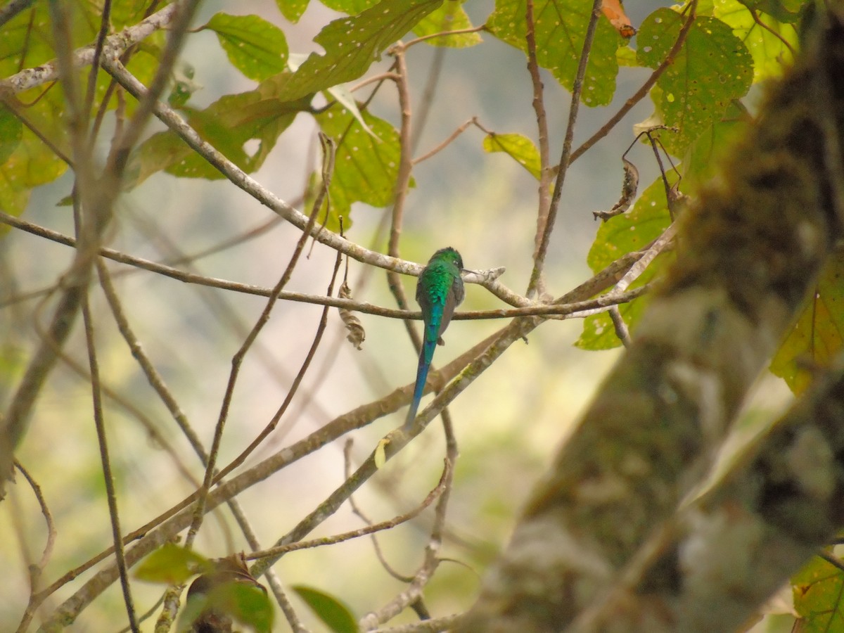 Long-tailed Sylph - ML146361191
