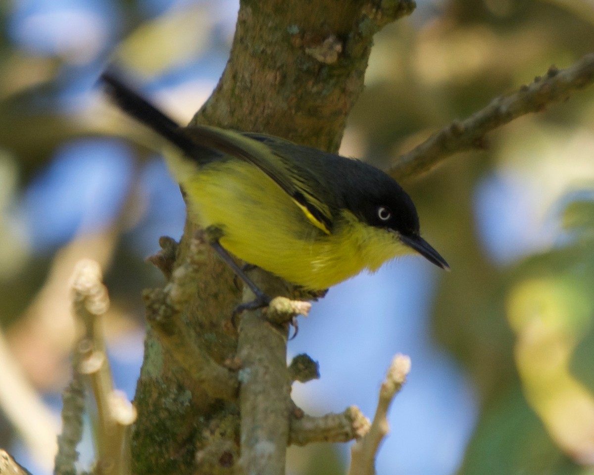 Common Tody-Flycatcher - ML146362241