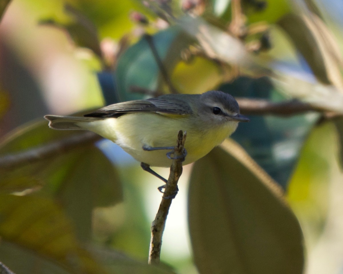 Philadelphia Vireo - Larry Waddell