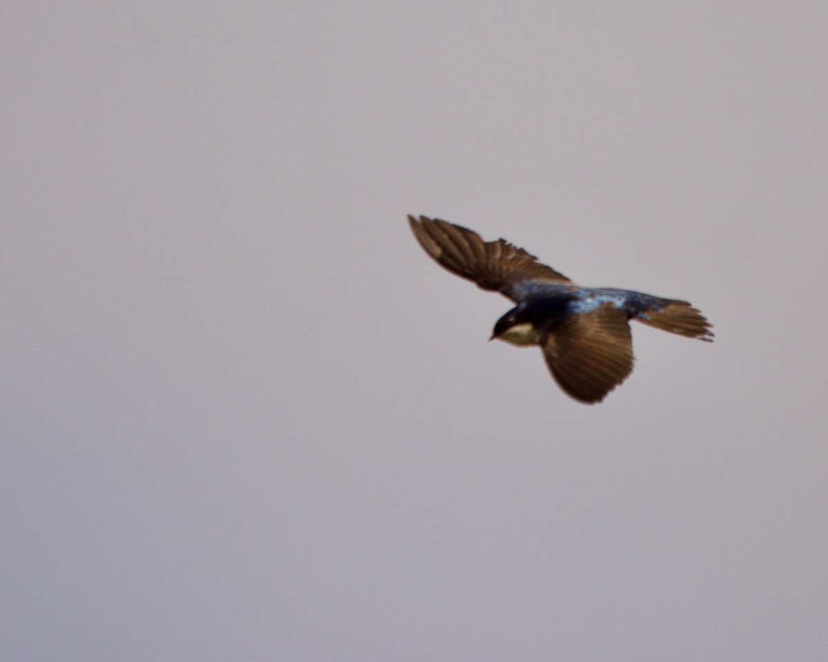 Blue-and-white Swallow - Larry Waddell