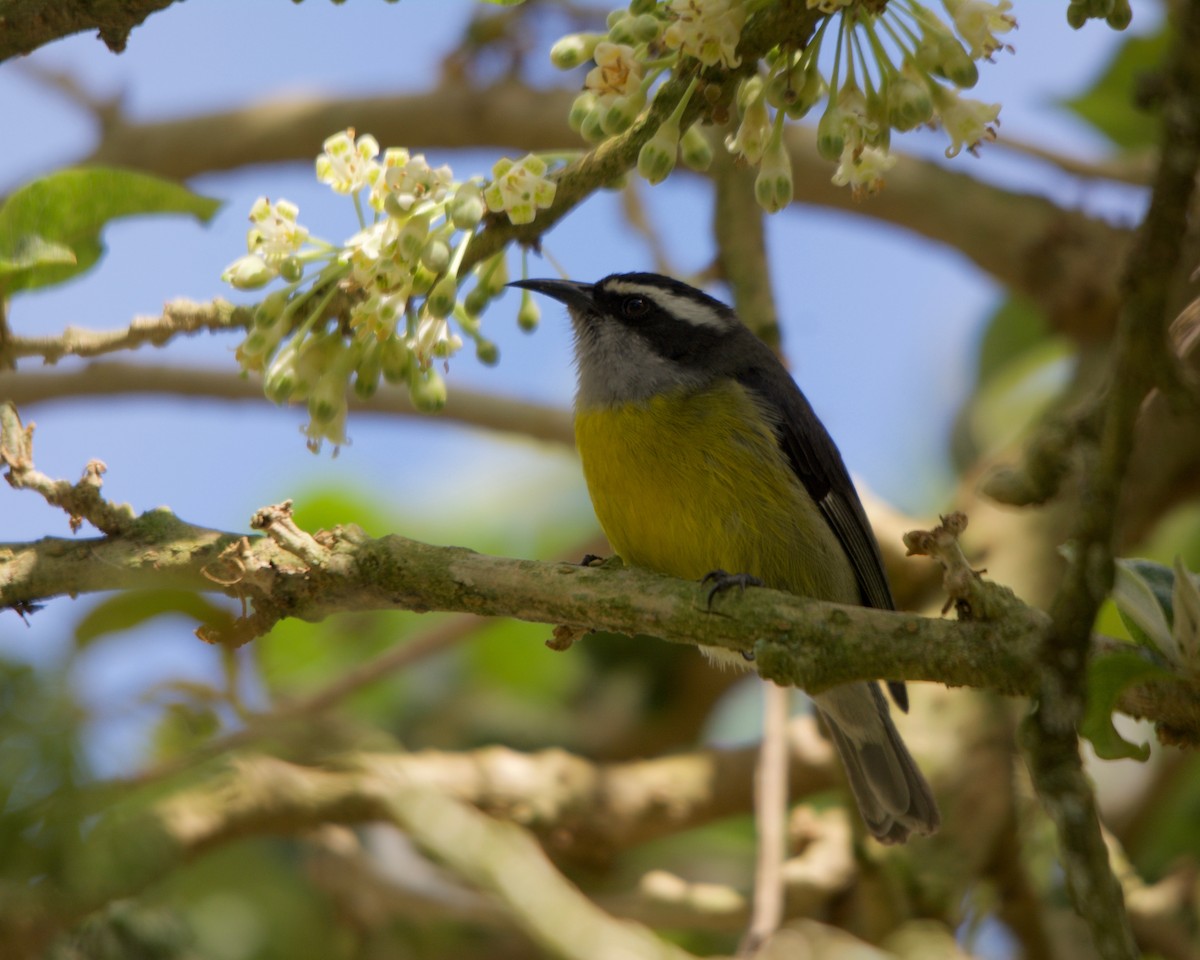 Bananaquit - Larry Waddell