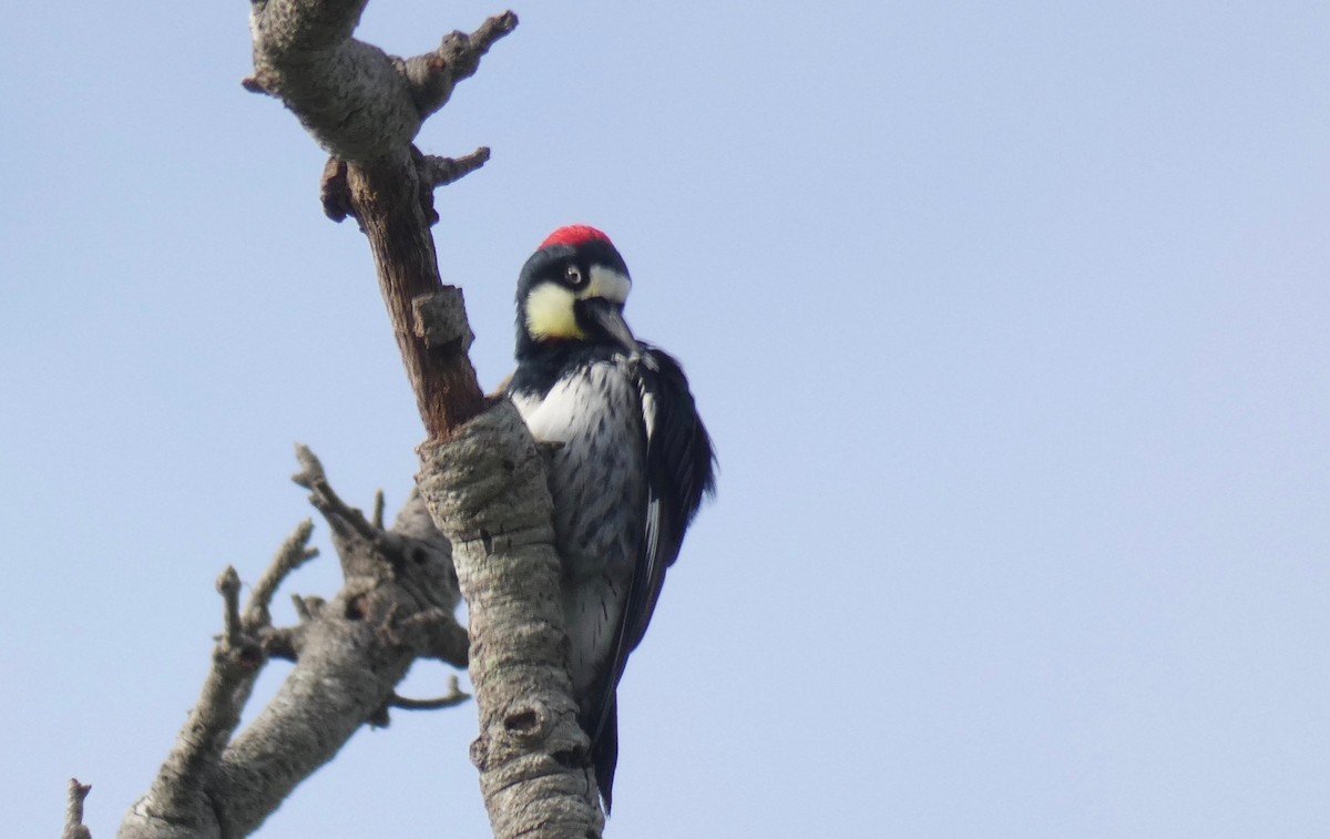 Acorn Woodpecker - ML146363291