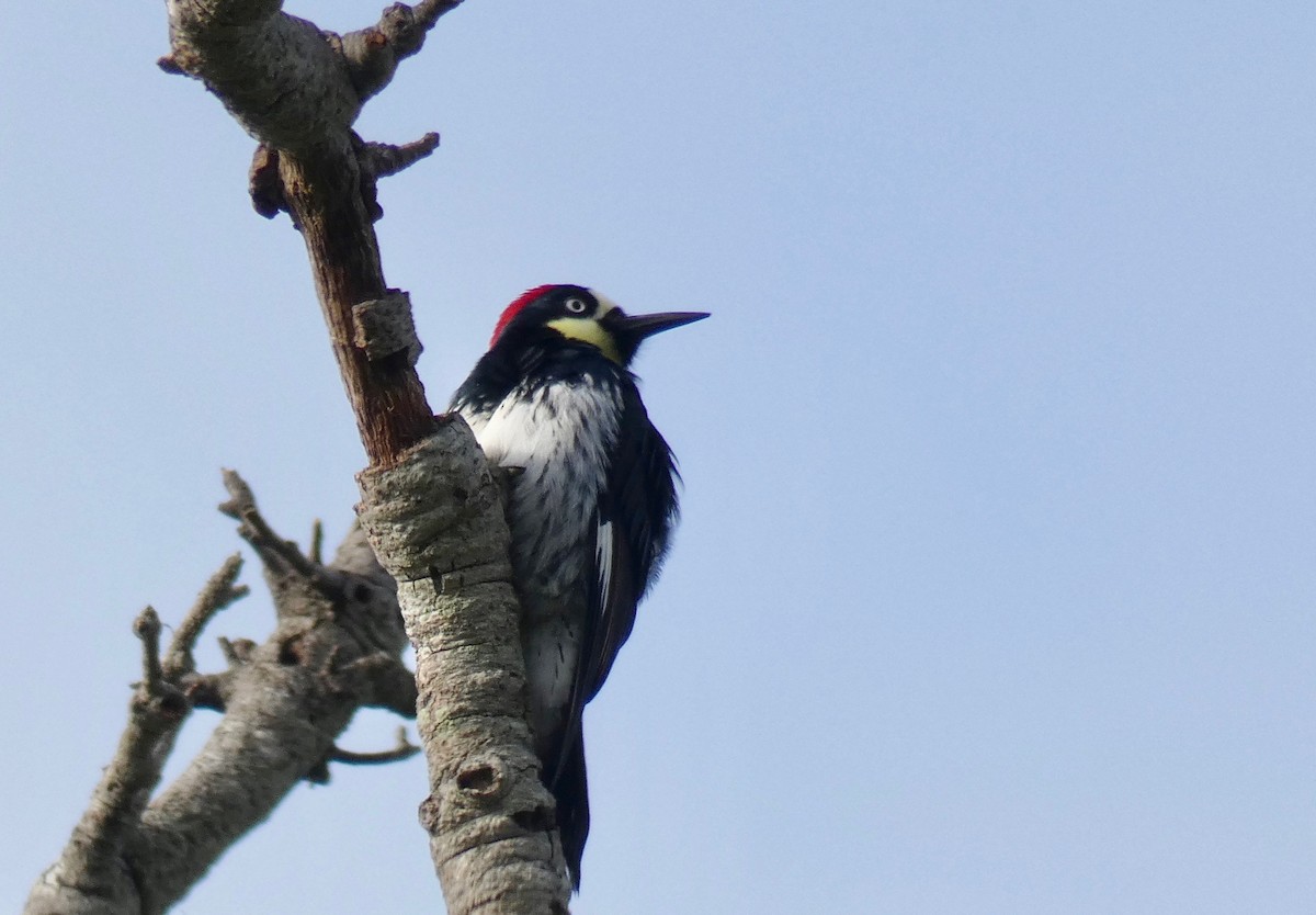 Acorn Woodpecker - ML146363341