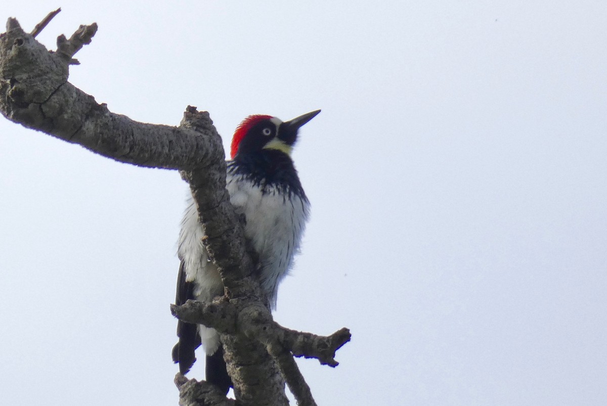 Acorn Woodpecker - ML146363441