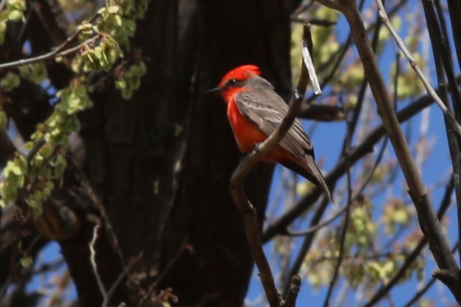 Vermilion Flycatcher - ML146367791