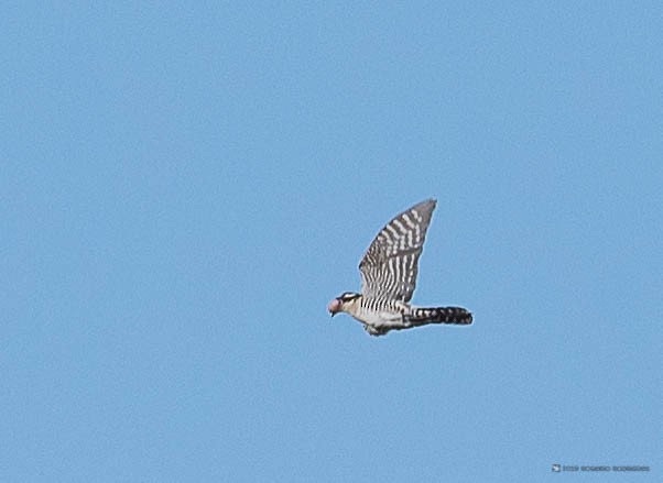 Dideric Cuckoo - ML146367971