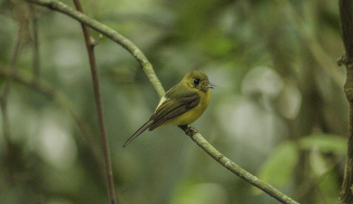 Sulphur-rumped Flycatcher - ML146370661