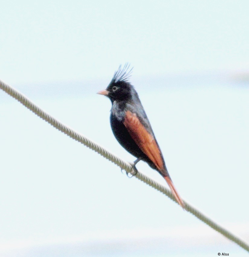 Crested Bunting - Ains Priestman