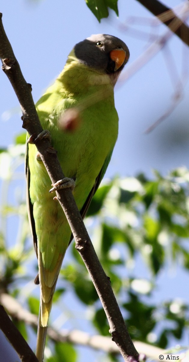 Plum-headed Parakeet - ML146372771