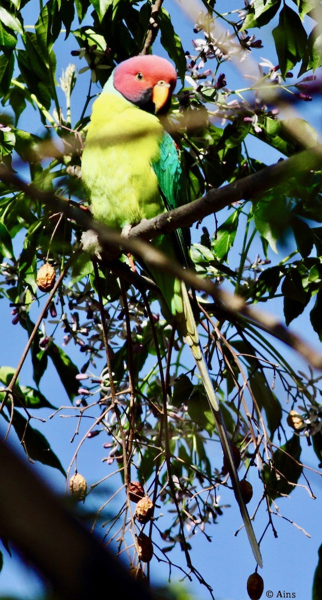 Plum-headed Parakeet - Ains Priestman