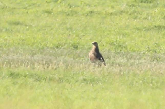 Lesser Spotted Eagle - Khalifa Al Dhaheri