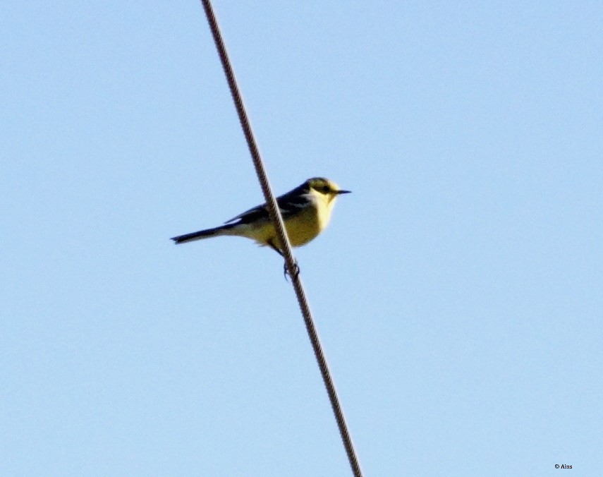 Citrine Wagtail - Ains Priestman