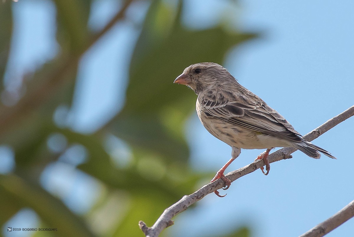 Black-throated Canary - ML146373951