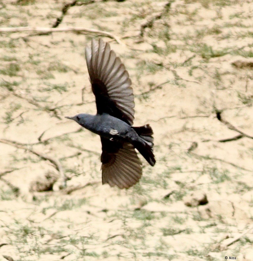 Blue Rock-Thrush - ML146374211