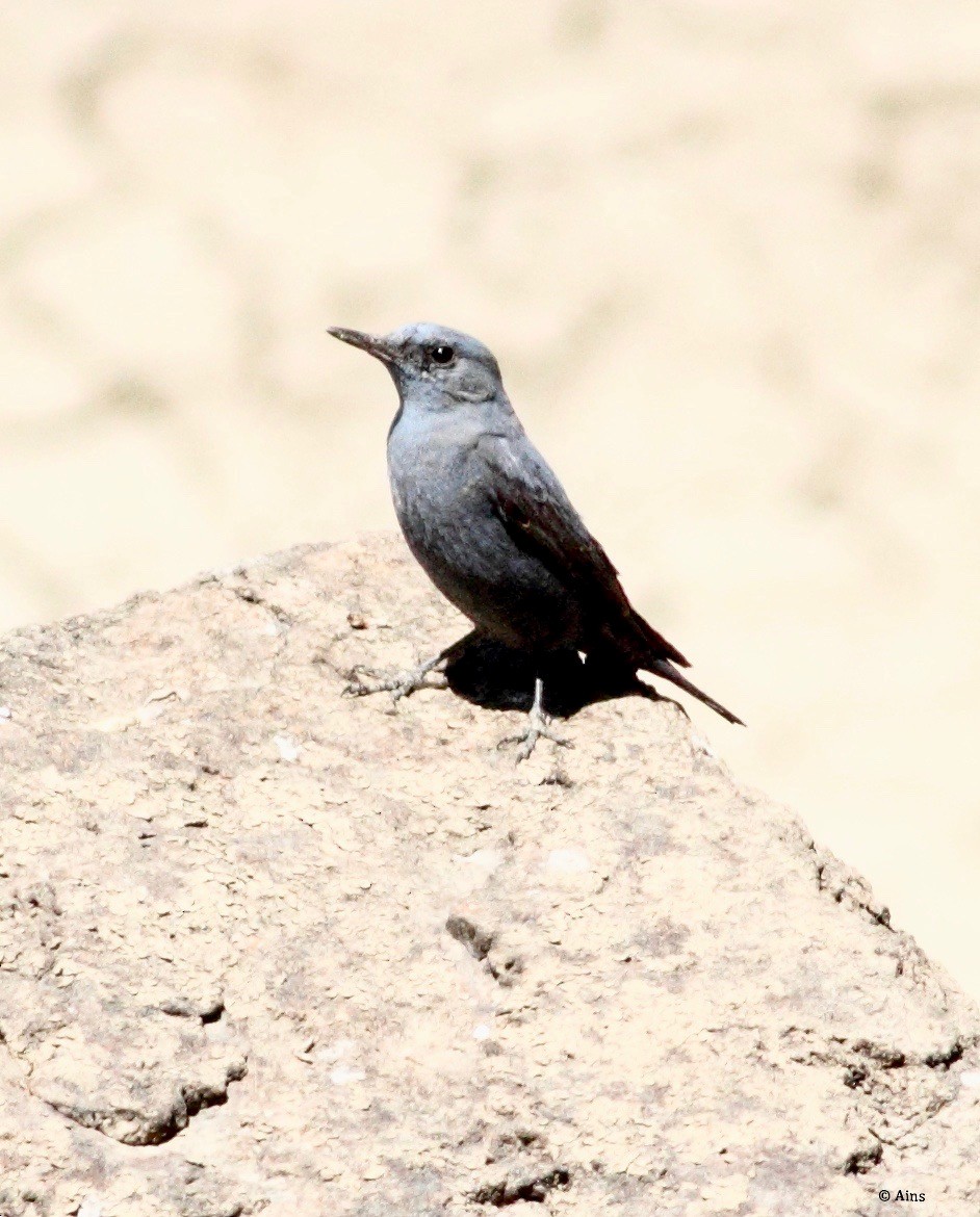 Blue Rock-Thrush - ML146374231