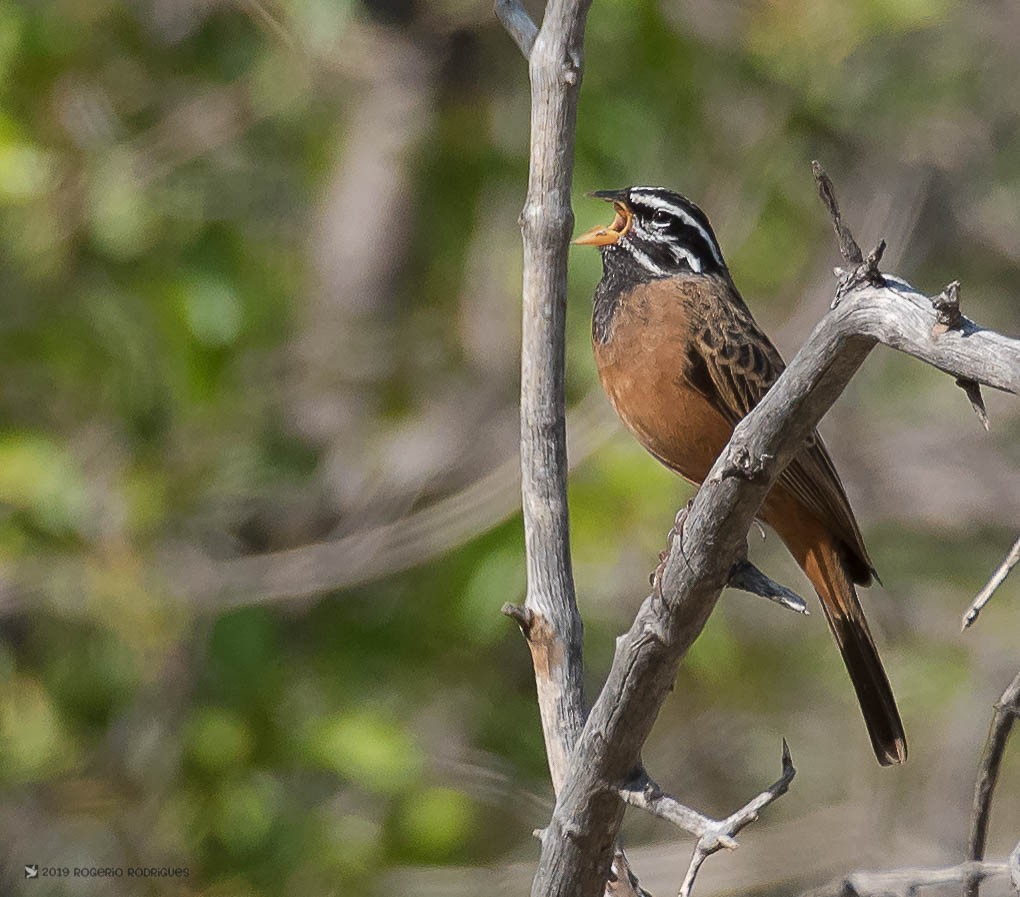 Cinnamon-breasted Bunting - ML146374271