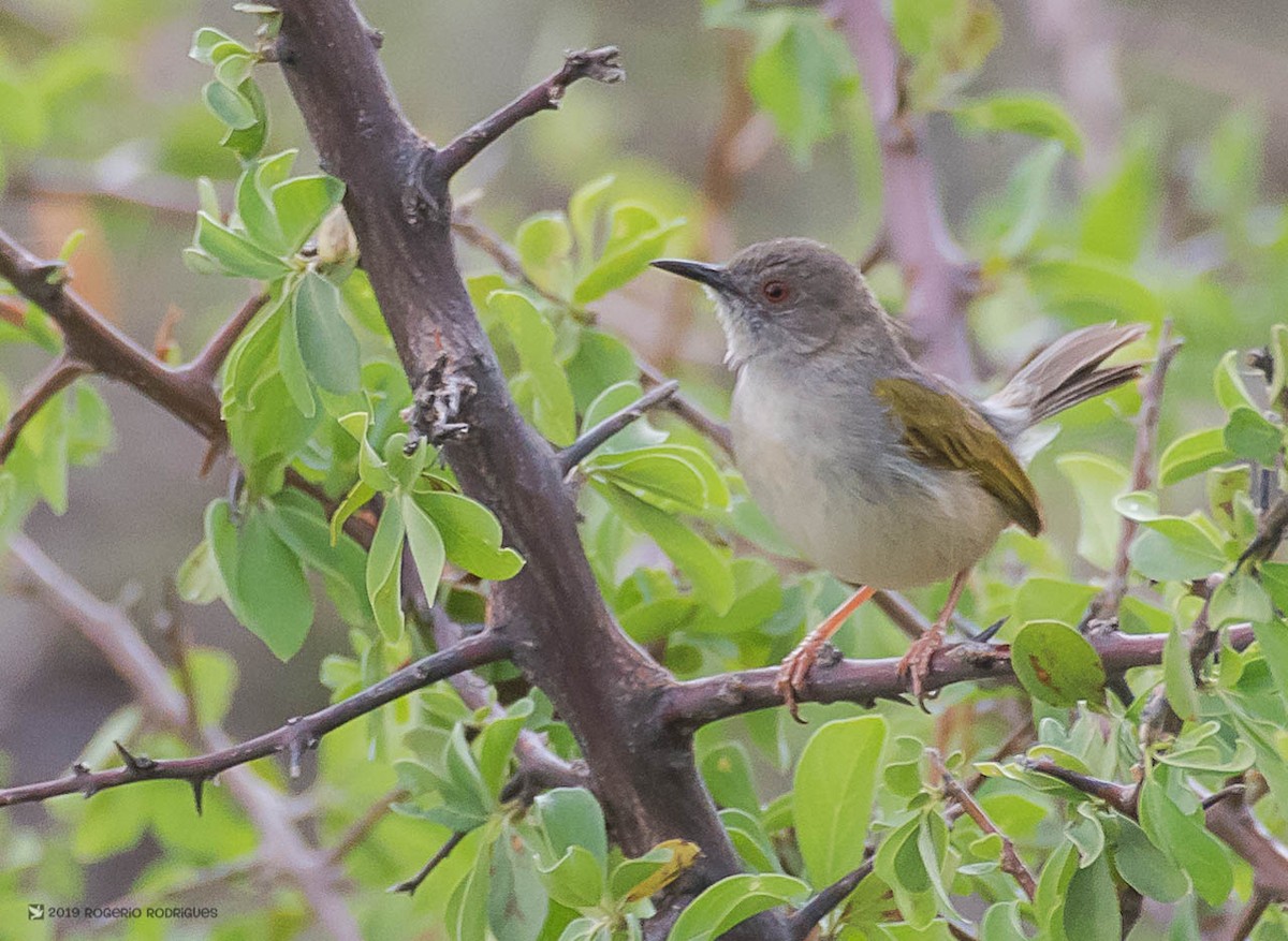 Green-backed Camaroptera (Gray-backed) - ML146375211