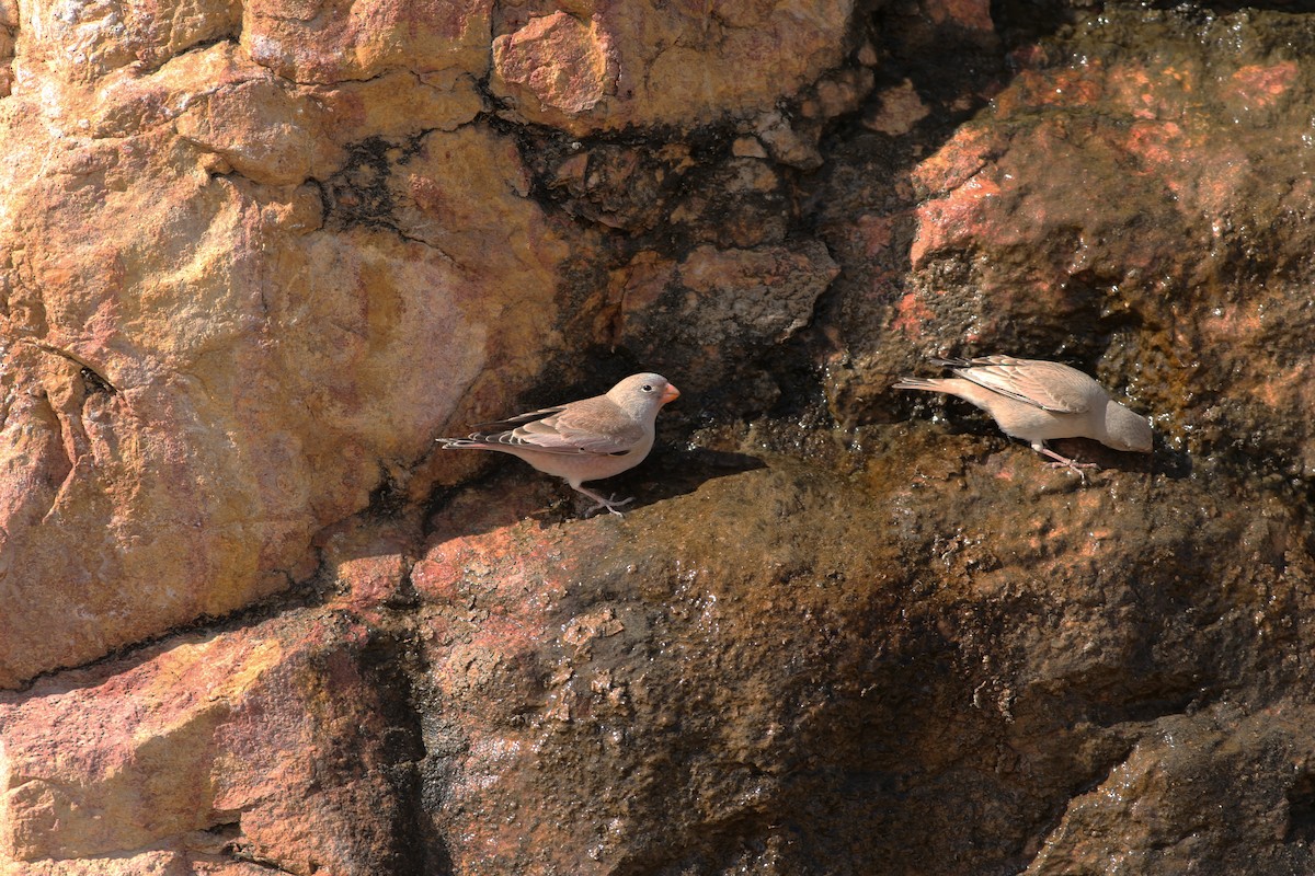 Trumpeter Finch - ML146377801