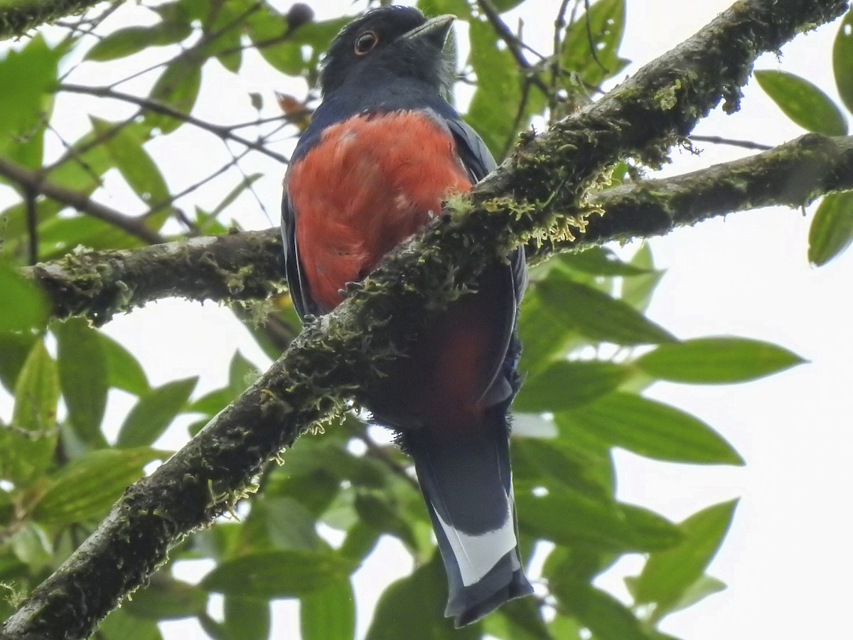 Surucua Trogon - ML146378781