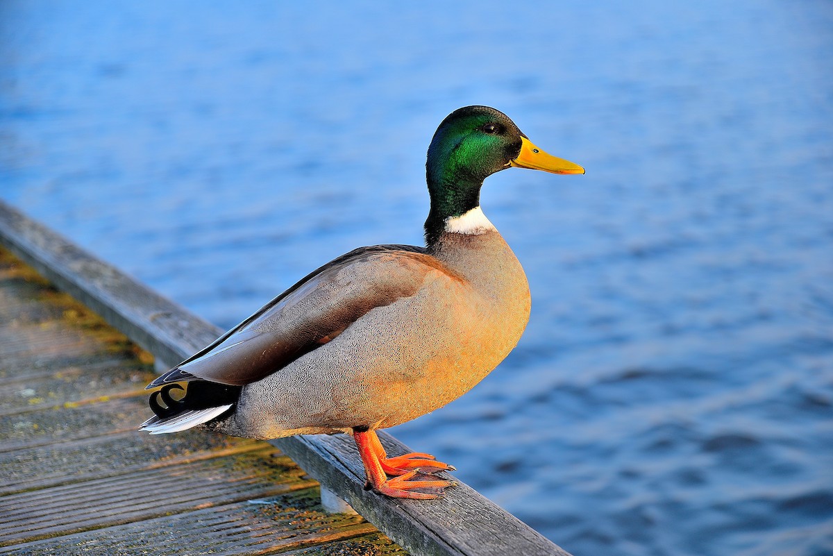 Canard colvert - ML146380881