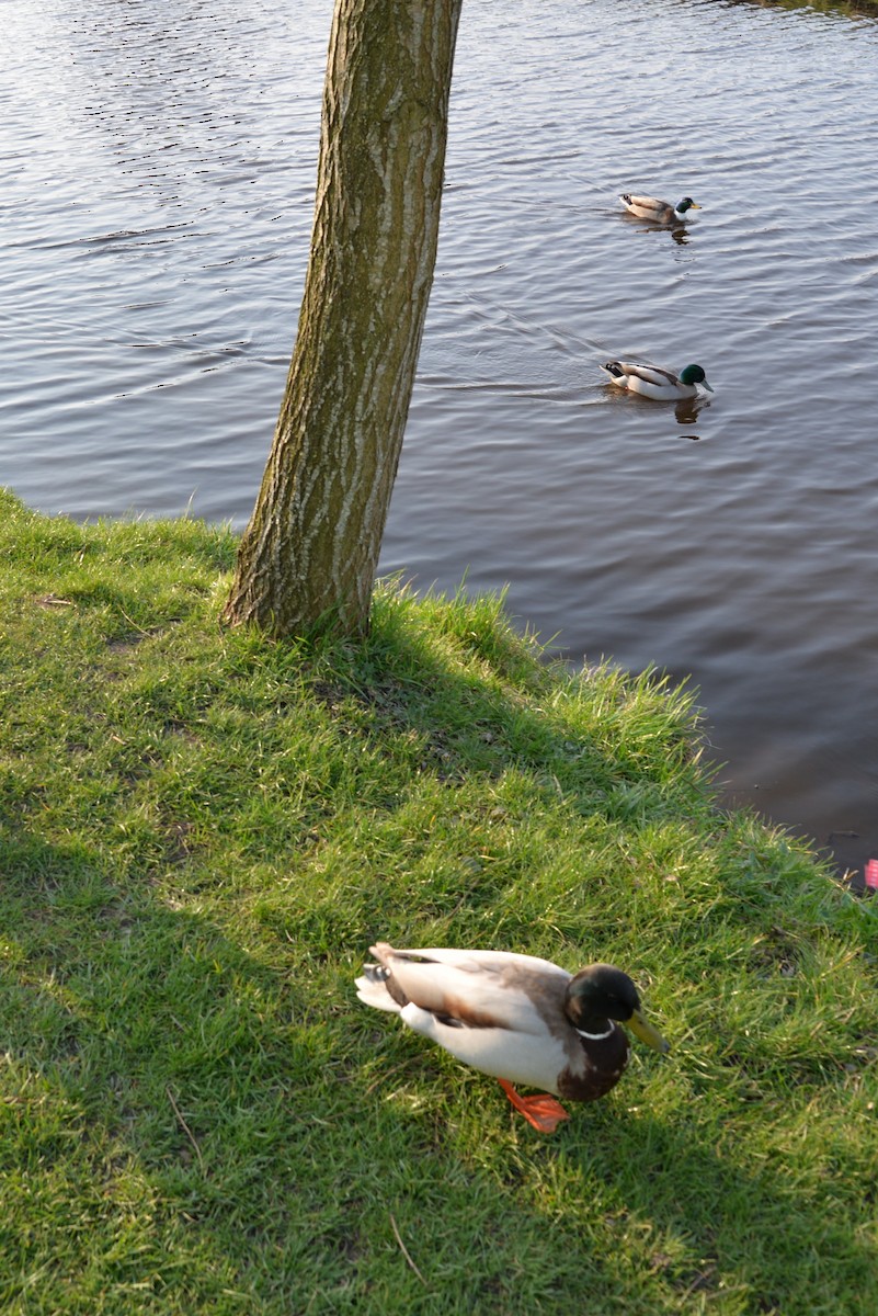 Mallard - Patricio Hurtado