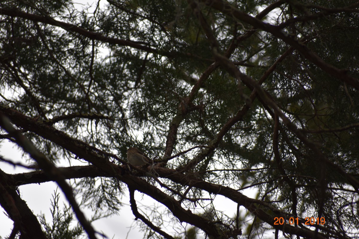 Yellow-rumped Warbler - ML146382721