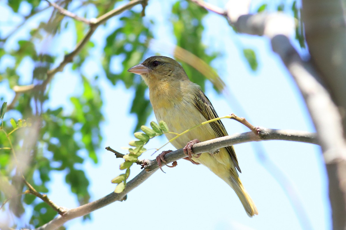 Southern Masked-Weaver - ML146384131