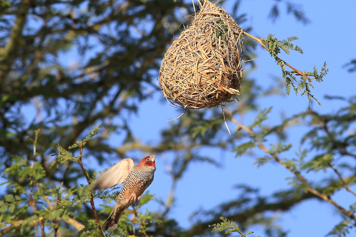 Red-headed Finch - John Mercer