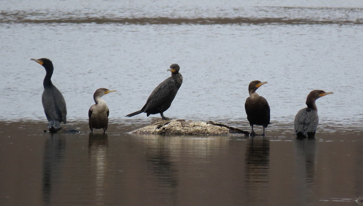 Double-crested Cormorant - ML146386371