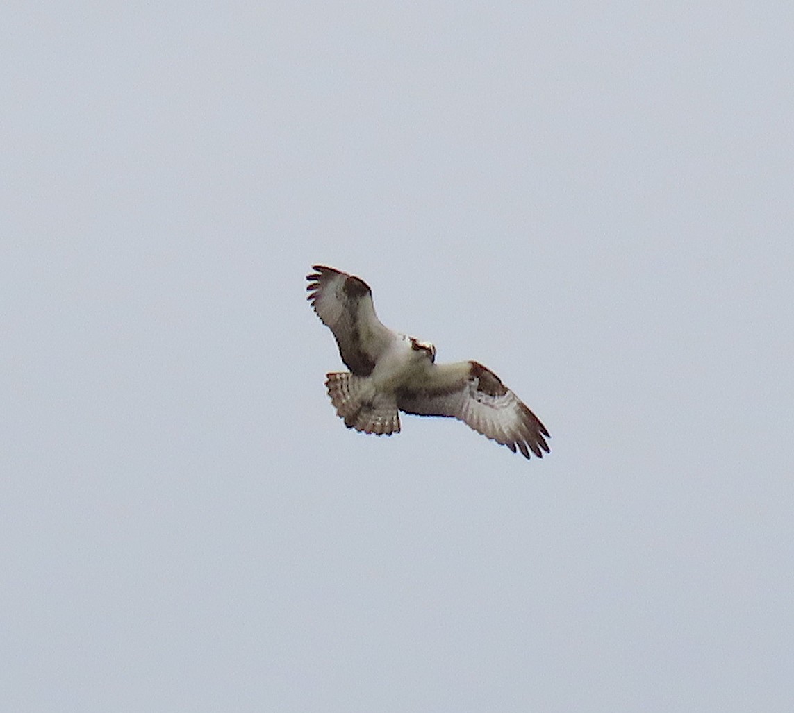 Osprey - ML146386411