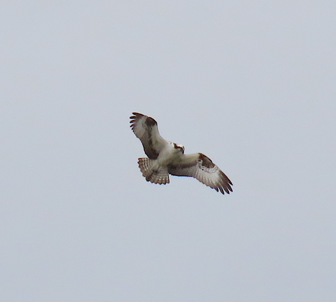 Balbuzard pêcheur - ML146386411