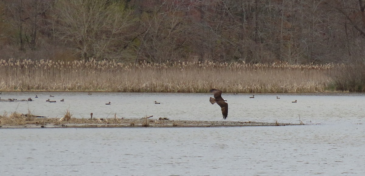 Osprey - Lori White