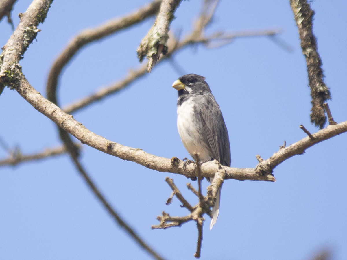 Double-collared Seedeater - ML146388621