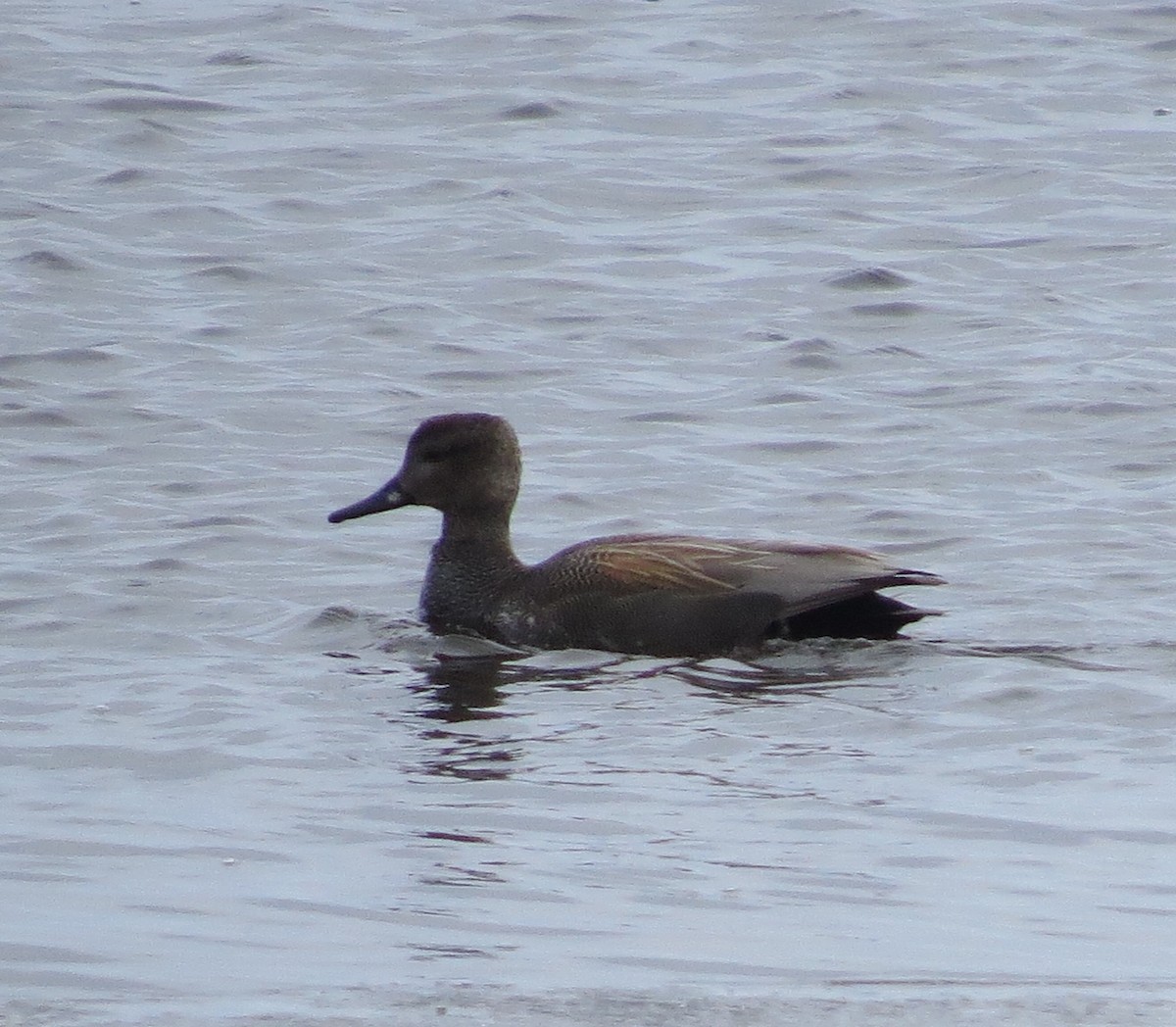 Gadwall - ML146389101