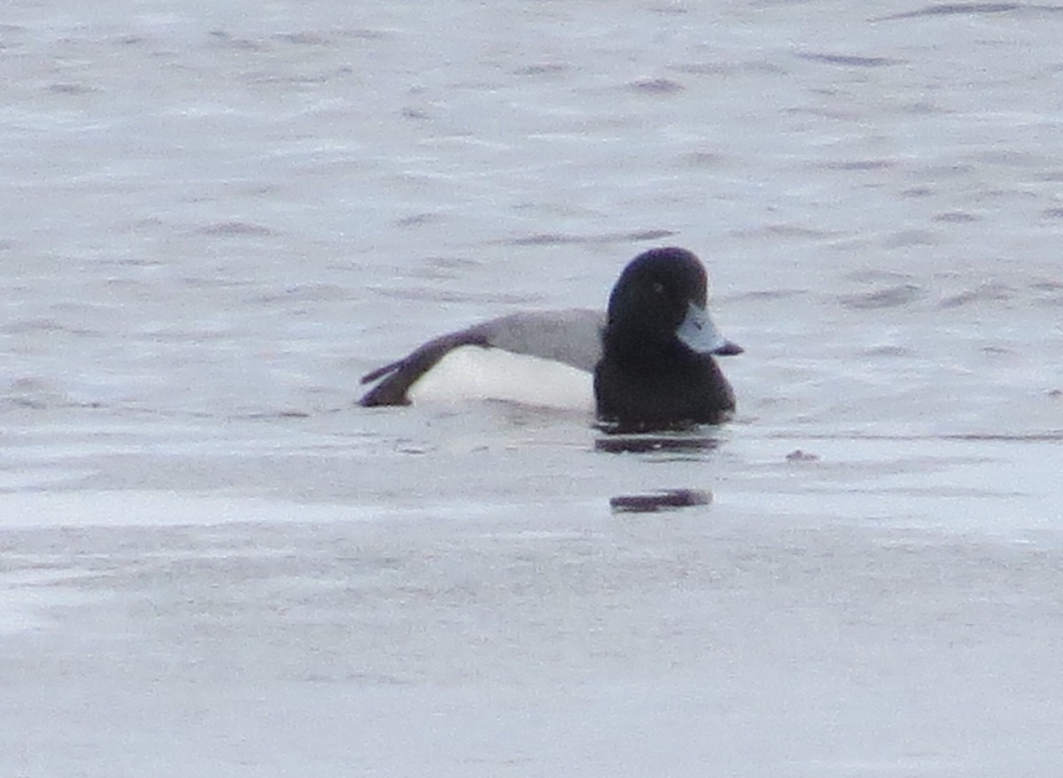 Greater Scaup - ML146389371