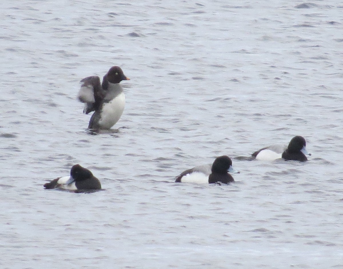 Greater Scaup - ML146389391