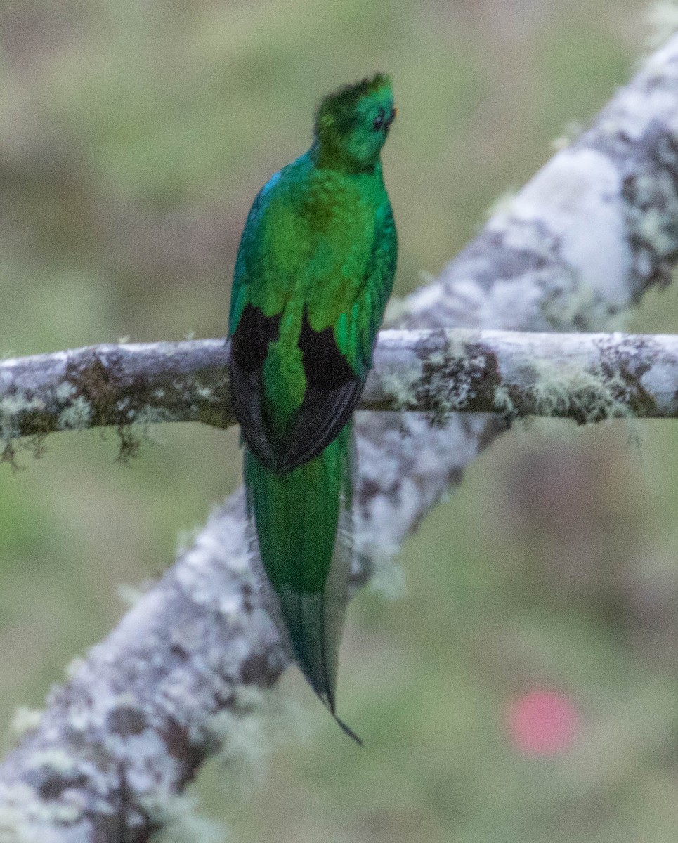 Resplendent Quetzal - ML146391361