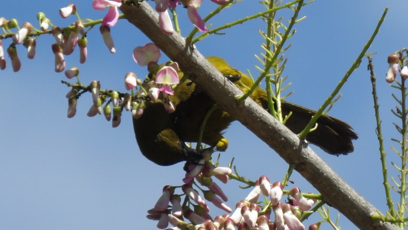 Cuban Oriole - ML146391581