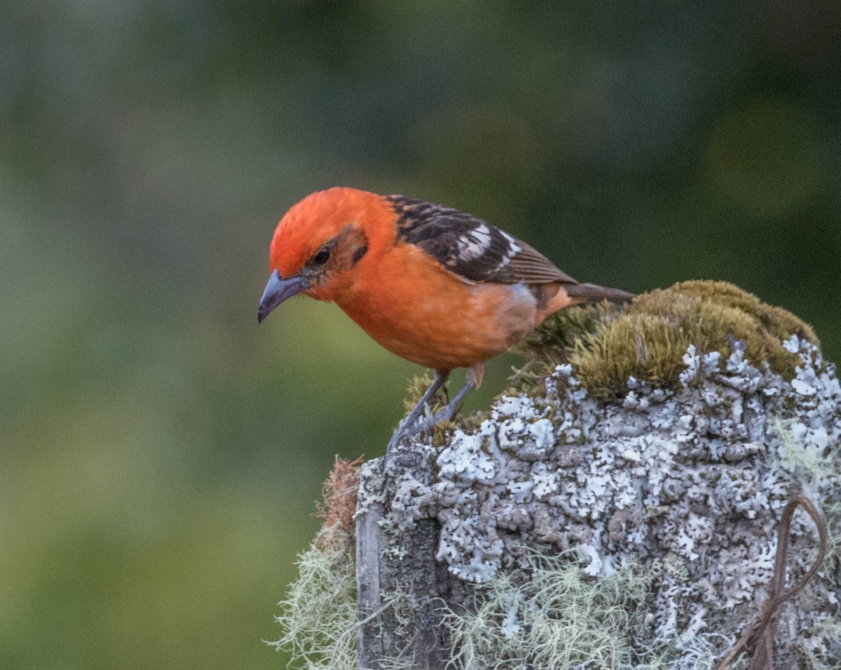 Flame-colored Tanager - ML146393781