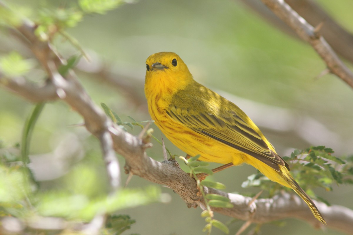 Yellow Warbler - Larry Therrien